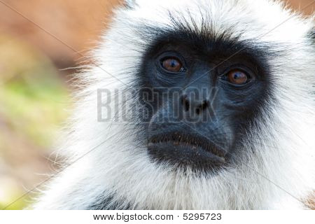 Fælles Langur Closeup portræt