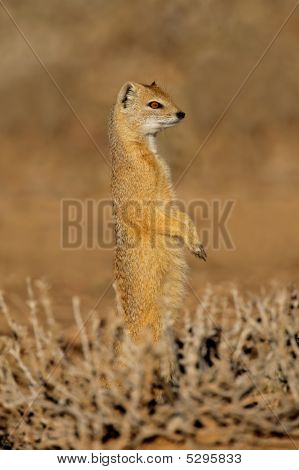 Gul Mongoose