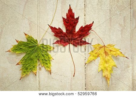 Three maple leaf with three different colors on a wood background vintage