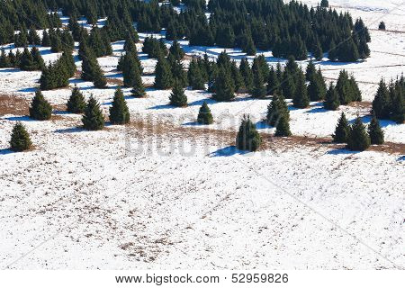 Spruces in Kazakhstan mountains