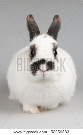 white rabbit with blask spots