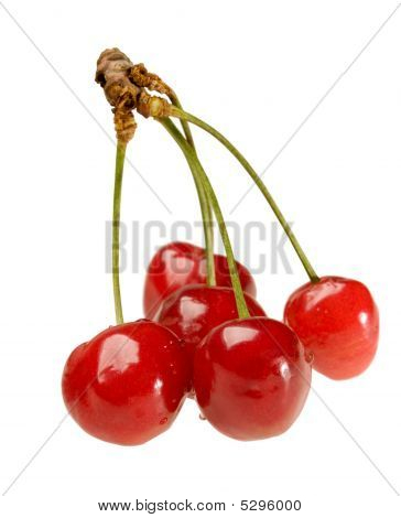 Fem Cherry på kvist