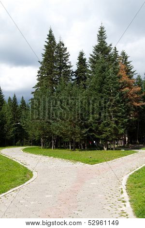 Pine Trees