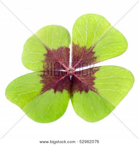 4-leaved Cloverleaf