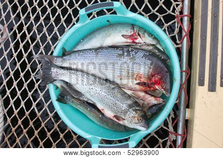 Salmon