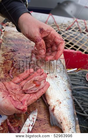 Cutting Fish