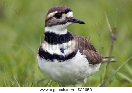 Killdeer yağmur
