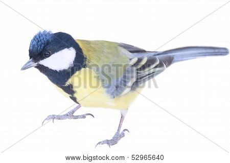 Bright Titmouse