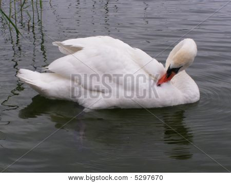 Cygnus Olor