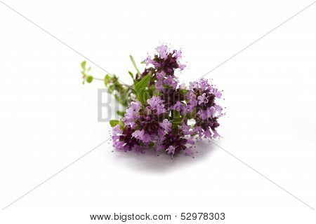 Herbs - thyme