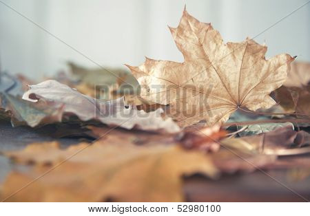 Autumn