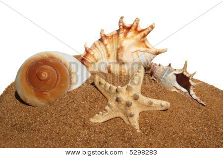 Conchiglie