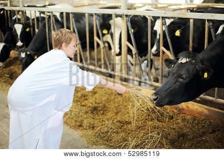 Happy boy in white robe holds out hay for cow in stall with many cows.