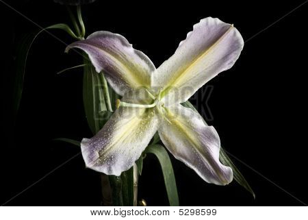White Lily