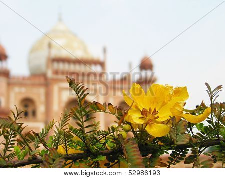 Acacia flower in front of Mogul mausoleum