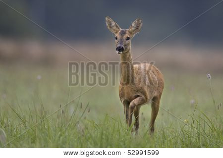 roe deer
