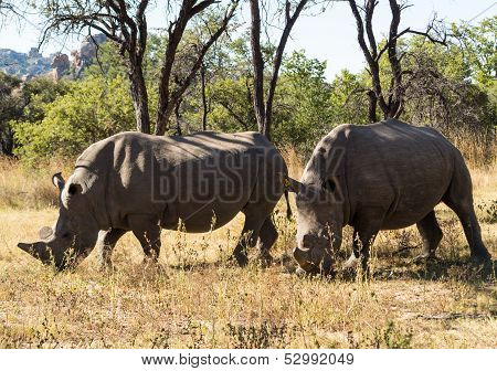 Two Large Rhinos Grazing The Grass In Zimbabwe