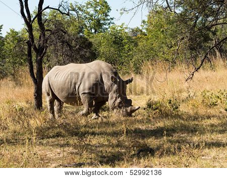 Large Rhino Grazing The Grass In Zimbabwe