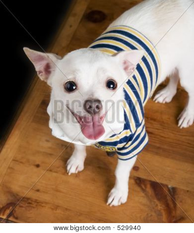Eager Chihuahua