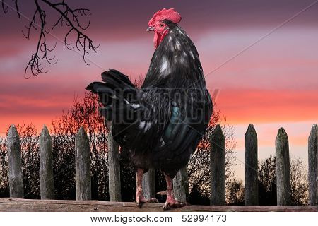 black cock sitting on the fence.  rising of sun.