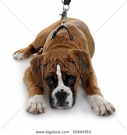 red dog breed boxer a white background.