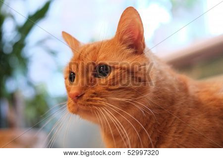 Orange Cat.