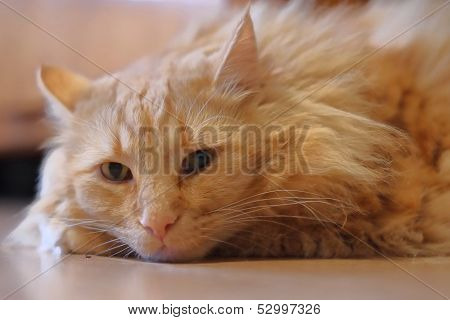 Orange Norwegian Forest Cat.