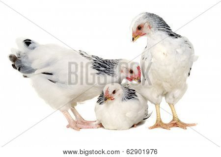 Chickens is standing and looking. Isolated on a white background.