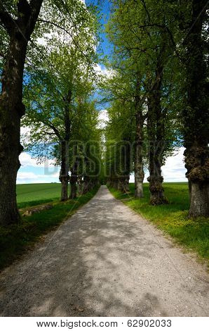 Pathway with trees on boath sides. Taken at summer time.
