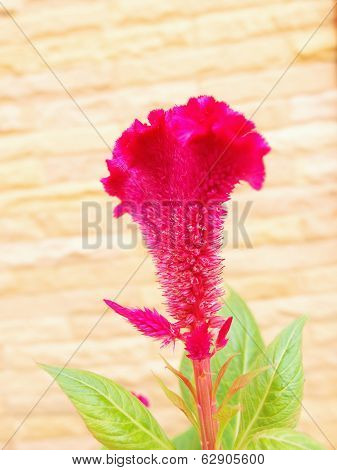 Plumed Cockscomb Flower