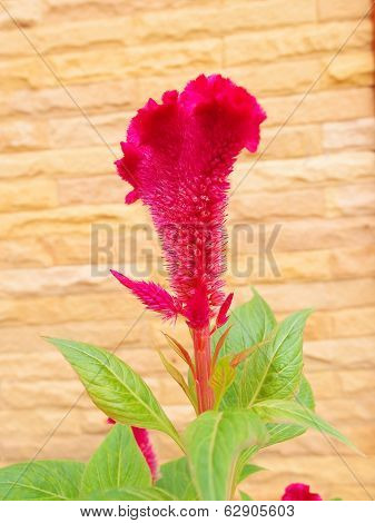 Plumed Cockscomb Flower