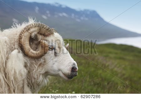 Iceland. Seydisfjordur. Icelandic Lamb And Fiord.