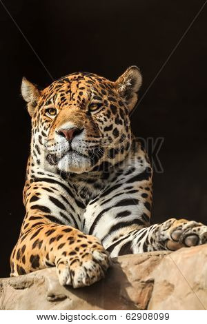 Closeup portrait of jaguar or Panthera onca