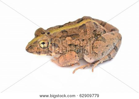 Common Jungle Frog