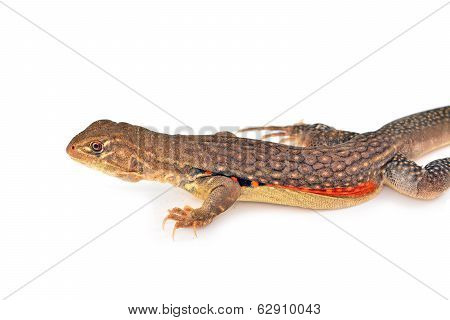 Butterfly Agama Lizard