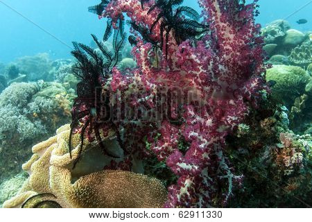 Bunaken National Marine Park.indonesia