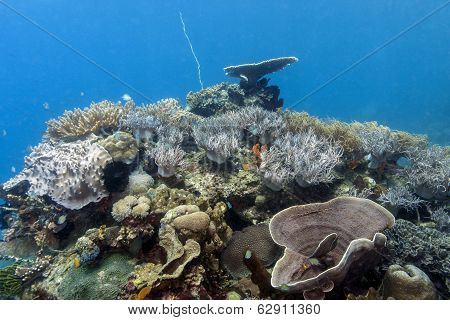 Bunaken National Marine Park.indonesia
