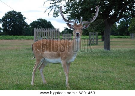 Hirsch