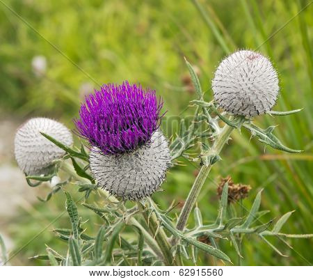 Purple Thistle
