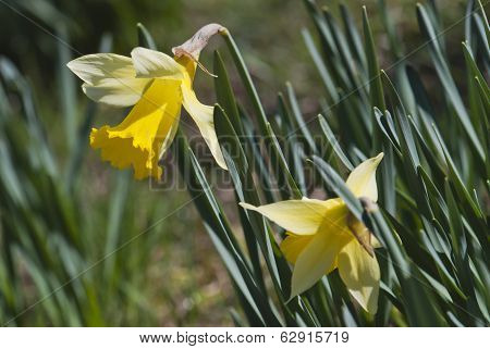 Blooming Daffodils