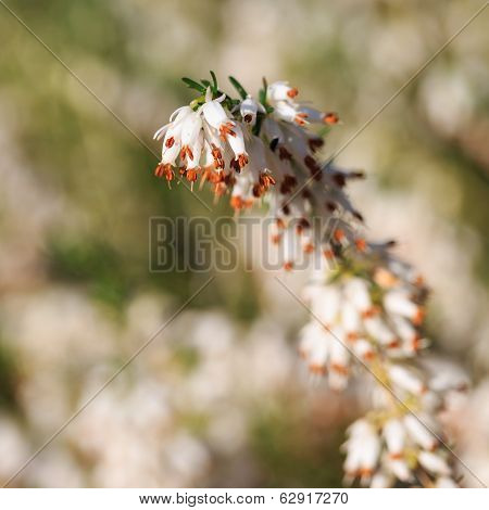 Beautiful flowers Dark Star