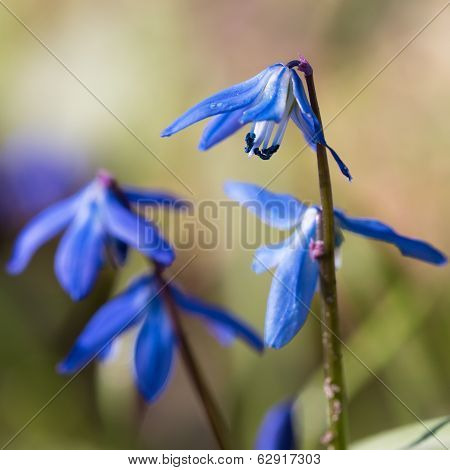 Beautiful blue flowers