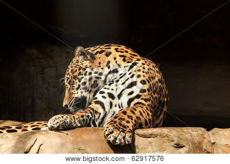 Closeup portrait of jaguar or Panthera onca