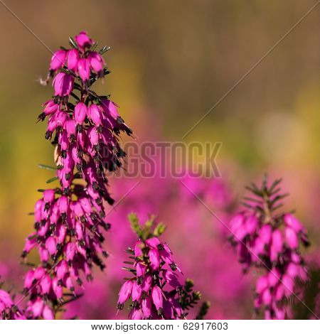 Beautiful flowers Myretoun Ruby
