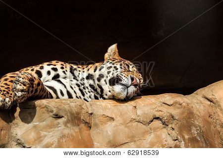Closeup portrait of jaguar or Panthera onca