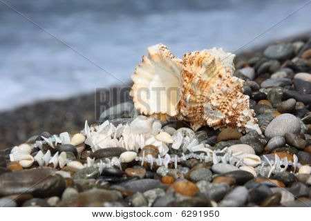 Seashell og halskæde på sten Seacoast