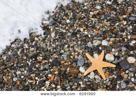 Søstjerner på sten Seacoast