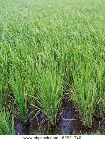 rice in farm