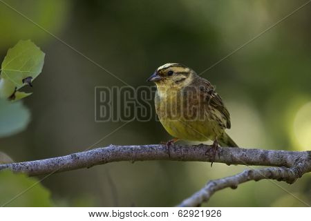 yellowhammer