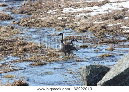 Canada Geese in Stream